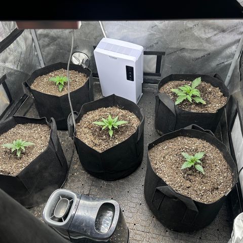Apple Fritter, Orion F1, Mimosa growlog timeline photo