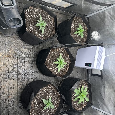 Apple Fritter, Orion F1, Mimosa growlog timeline photo
