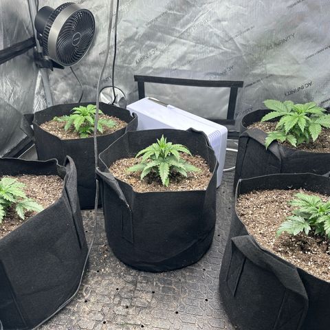 Apple Fritter, Orion F1, Mimosa growlog timeline photo