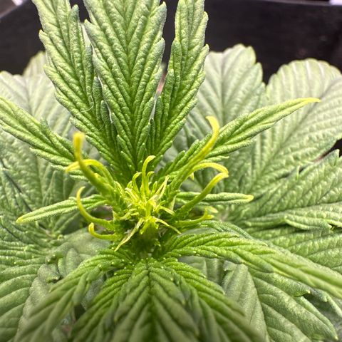 Apple Fritter, Orion F1, Mimosa growlog photo: Defoliated today, and rotated. Autos are finally starting to show signs of flowering 
