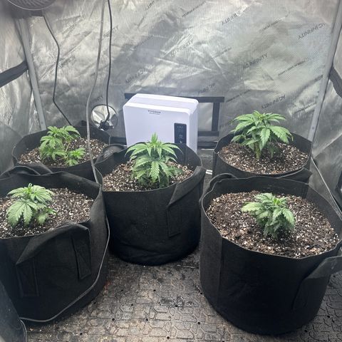Apple Fritter, Orion F1, Mimosa growlog photo: Defoliated today, and rotated. Autos are finally starting to show signs of flowering 