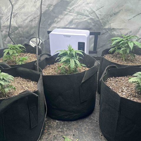 Apple Fritter, Orion F1, Mimosa growlog timeline photo