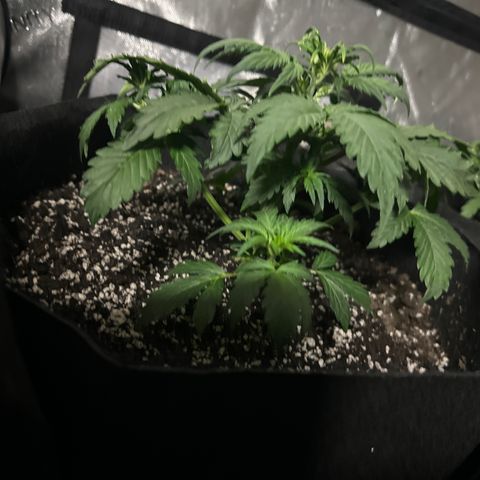 Apple Fritter, Orion F1, Mimosa growlog photo: Apple fritter 