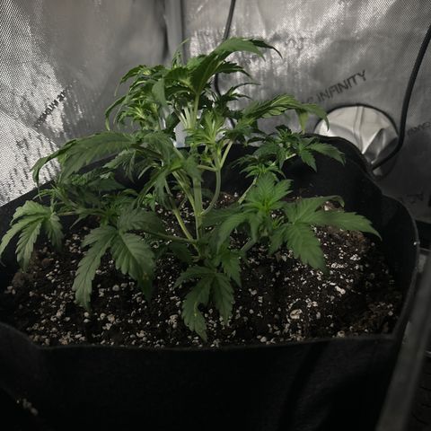 Apple Fritter, Orion F1, Mimosa growlog photo: Apple fritter 