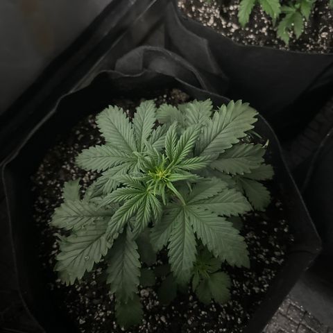 Apple Fritter, Orion F1, Mimosa growlog photo: Apple fritter 