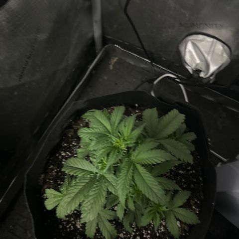 Apple Fritter, Orion F1, Mimosa growlog photo: Apple fritter 