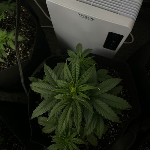 Apple Fritter, Orion F1, Mimosa growlog photo: Orion F1