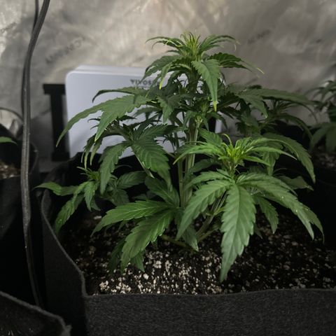 Apple Fritter, Orion F1, Mimosa growlog photo: Orion F1
