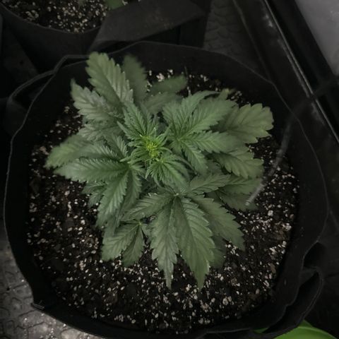 Apple Fritter, Orion F1, Mimosa growlog photo: Mimosa 