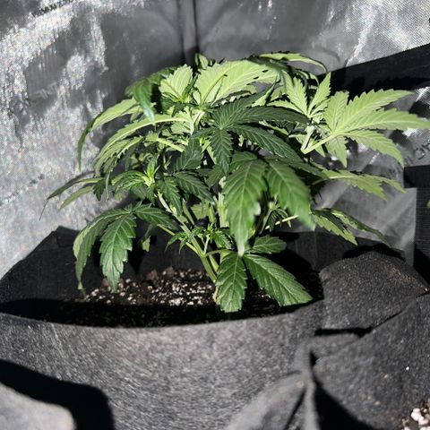Apple Fritter, Orion F1, Mimosa growlog photo: Mimosa 