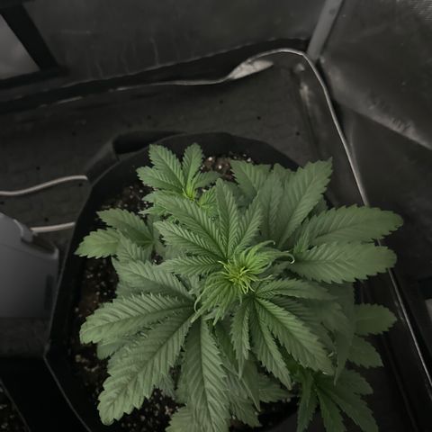 Apple Fritter, Orion F1, Mimosa growlog photo: Mimosa 