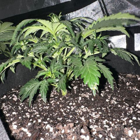 Apple Fritter, Orion F1, Mimosa growlog photo: Mimosa 