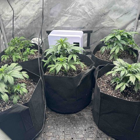 Apple Fritter, Orion F1, Mimosa growlog timeline photo