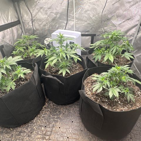 Apple Fritter, Orion F1, Mimosa growlog photo: Check on the them after first night and water looked good eye difference over night took a couple more leaves broke a branch on the mimosa we’ll see what happens 