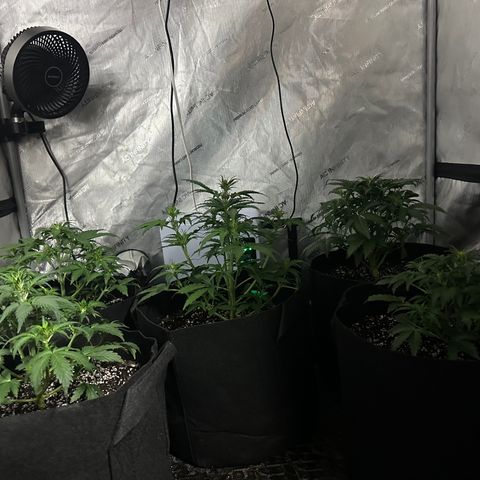 Apple Fritter, Orion F1, Mimosa growlog photo: Flushed the mimosa and the the apple fritter today 