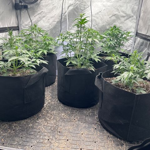 Apple Fritter, Orion F1, Mimosa growlog photo: Checked on them will give them some more water and nutrients tomorrow pulled a few leaves trying to expose these bud sites more to the light   I’ve tested a few so I didn’t lose all and all the branches keep stretching trying to stay caught up with the main the front right Mimosa has looked like shit from the day it’s started we’ll see how she turns out the one branch on the mimosa repaired itself already and is looking stronger grows a different direction now though