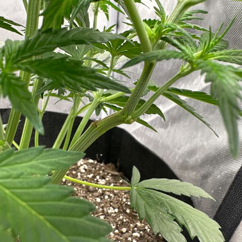 Apple Fritter, Orion F1, Mimosa growlog timeline photo