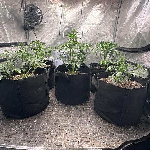 Apple Fritter, Orion F1, Mimosa growlog photo: Finale Trim until Harvest