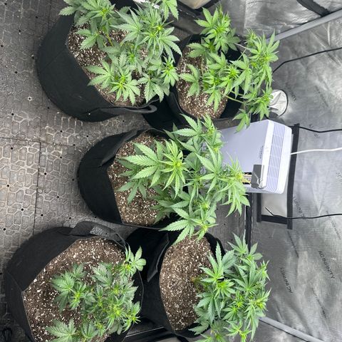 Apple Fritter, Orion F1, Mimosa growlog timeline photo