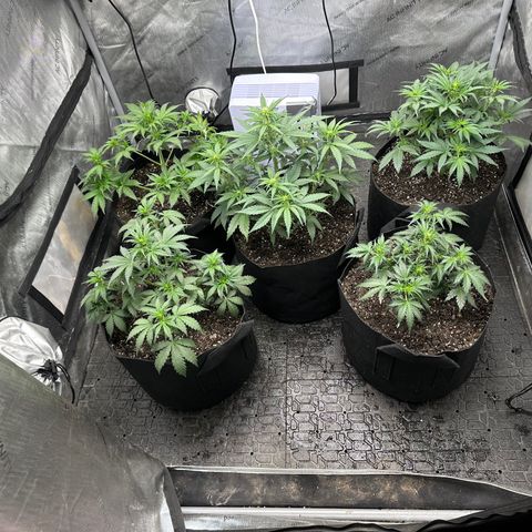 Apple Fritter, Orion F1, Mimosa growlog photo: Added 5 TBSP of Down to Earth Seasbird Guano 0-11-0
Added 5 TSP of Down to Earth Langbeinite 0-22-0 to each plants soil surface and topped off with new Ocean Forest Potting Soil and mixed and watered 