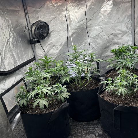 Apple Fritter, Orion F1, Mimosa growlog photo: Added 5 TBSP of Down to Earth Seasbird Guano 0-11-0
Added 5 TSP of Down to Earth Langbeinite 0-22-0 to each plants soil surface and topped off with new Ocean Forest Potting Soil and mixed and watered 