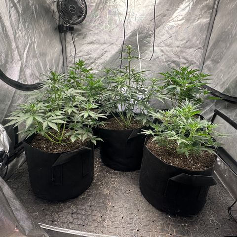 Apple Fritter, Orion F1, Mimosa growlog photo: Checked on the 2 days after water looks like they are loving life right now