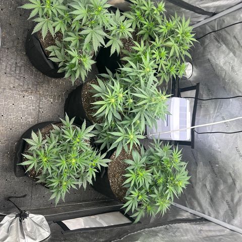 Apple Fritter, Orion F1, Mimosa growlog timeline photo