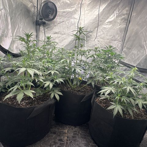 Apple Fritter, Orion F1, Mimosa growlog photo: Watered 