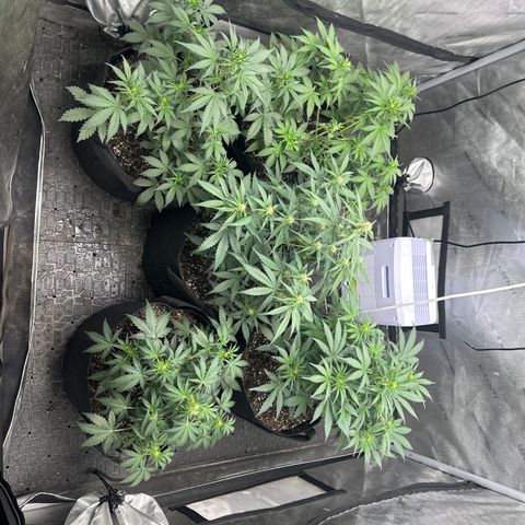 Apple Fritter, Orion F1, Mimosa growlog photo: Watered 