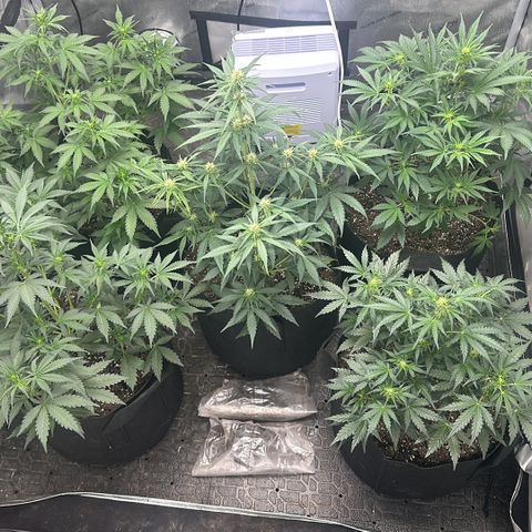 Apple Fritter, Orion F1, Mimosa growlog timeline photo