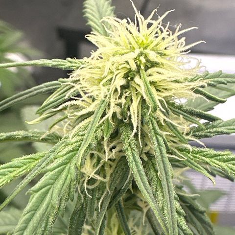 Apple Fritter, Orion F1, Mimosa growlog photo: Orion F1