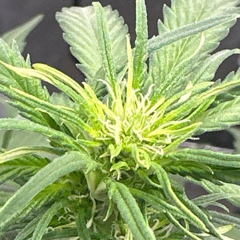 Apple Fritter, Orion F1, Mimosa growlog photo: Apple Fritter