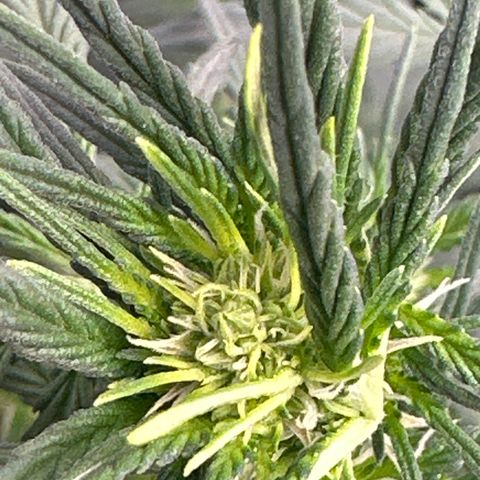 Apple Fritter, Orion F1, Mimosa growlog photo: Apple Fritter