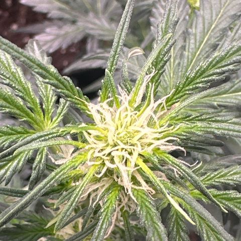 Apple Fritter, Orion F1, Mimosa growlog photo: Mimosa