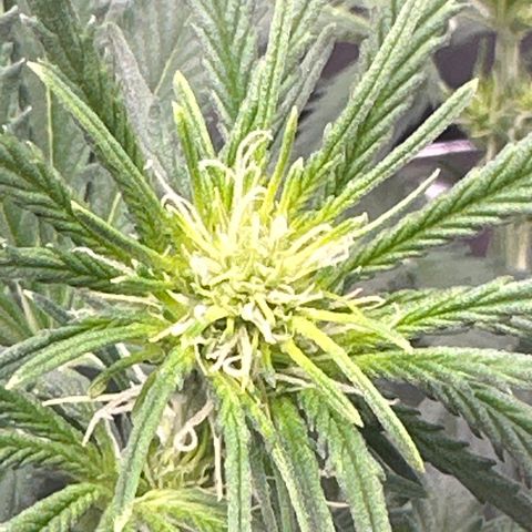 Apple Fritter, Orion F1, Mimosa growlog photo: Mimosa