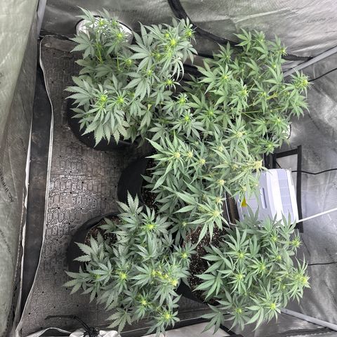 Apple Fritter, Orion F1, Mimosa growlog timeline photo