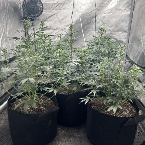 Apple Fritter, Orion F1, Mimosa growlog photo: Clipped lower branches and watered, might have to start increasing water