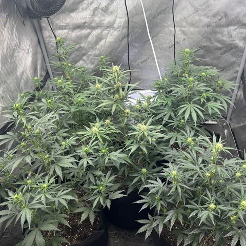 Apple Fritter, Orion F1, Mimosa growlog photo: Clipped lower branches and watered, might have to start increasing water