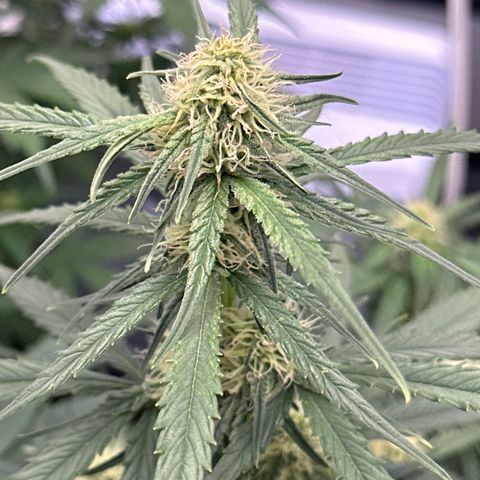 Apple Fritter, Orion F1, Mimosa growlog photo: Orion F1