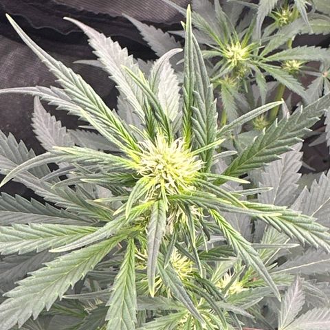 Apple Fritter, Orion F1, Mimosa growlog photo: Apple Fritter