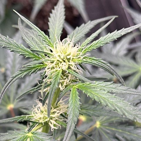 Apple Fritter, Orion F1, Mimosa growlog photo: Mimosa 