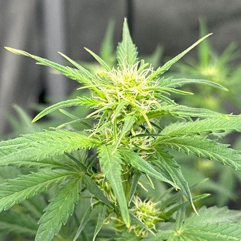 Apple Fritter, Orion F1, Mimosa growlog photo: Apple Fritter