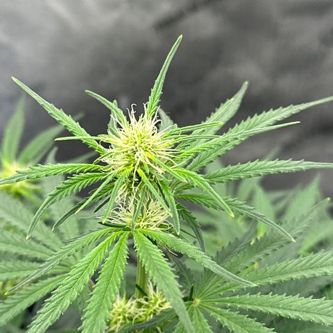 Apple Fritter, Orion F1, Mimosa growlog photo: Mimosa 