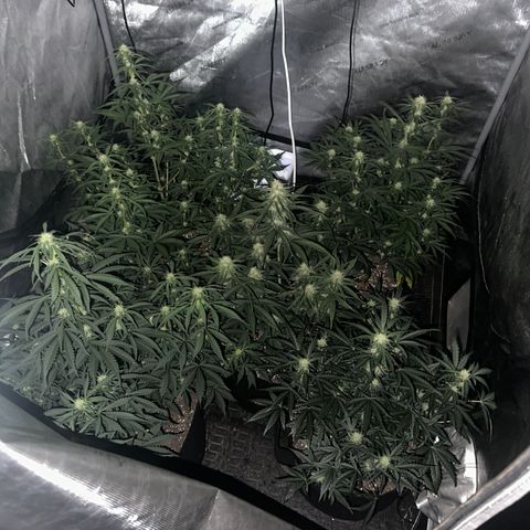 Apple Fritter, Orion F1, Mimosa growlog photo: Checked on the soil is still pretty wet