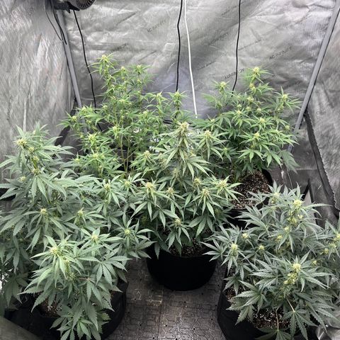 Apple Fritter, Orion F1, Mimosa growlog timeline photo