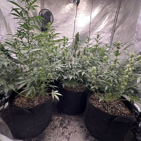 Apple Fritter, Orion F1, Mimosa growlog photo: Top dressed with Langbeinite(2tsp) and Seabird Guano(5TBSP) per plant 