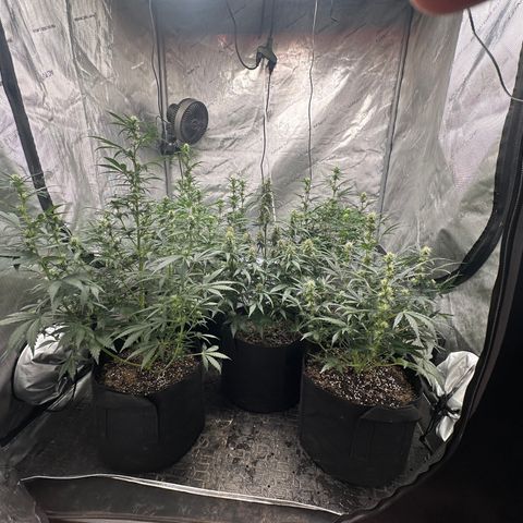 Apple Fritter, Orion F1, Mimosa growlog photo: Top dressed with Langbeinite(2tsp) and Seabird Guano(5TBSP) per plant 