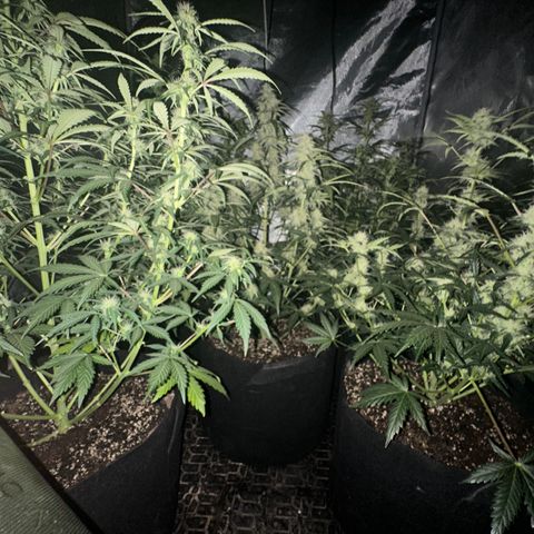 Apple Fritter, Orion F1, Mimosa growlog timeline photo
