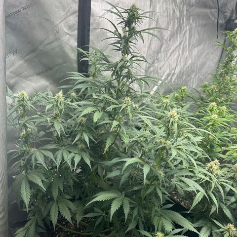 Apple Fritter, Orion F1, Mimosa growlog timeline photo
