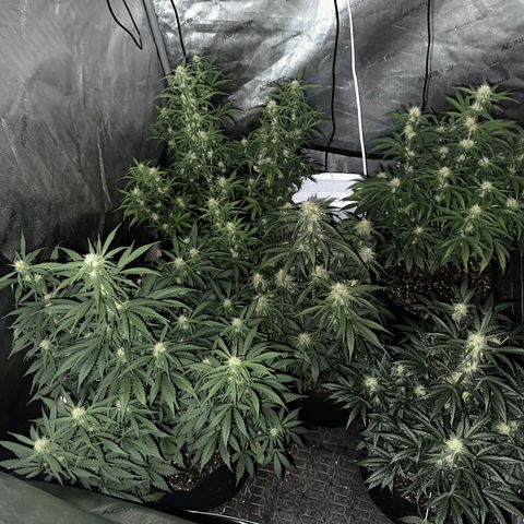 Apple Fritter, Orion F1, Mimosa growlog timeline photo